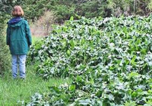 Italian arum noxious weed infestation