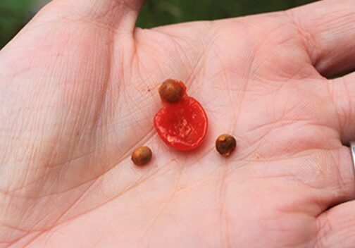 060223_blog6 Italian Arum seed pods