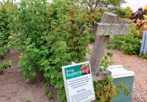 While at the Discovery Garden, visit the small fruits garden and learn more about food you can grow in your own back yard. Photo © Nancy Crowell Photography