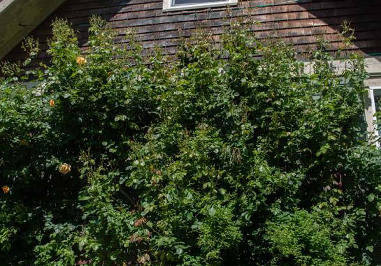 A south-facing wall with full sun creates a perfect microclimate for this climbing rose to thrive. There are also two clematis growing on this wall. Photo by Nancy Crowell 