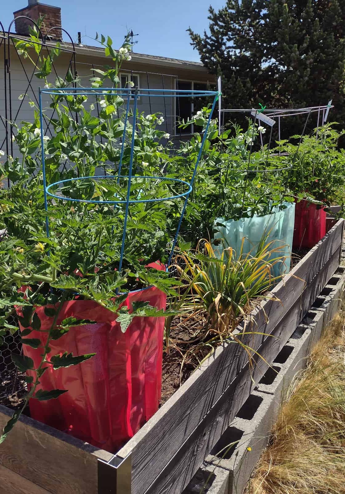 When Gail Beasley moved to Anacortes, she created a garden by adapting to the extreme weather conditions found on the west side of Fidalgo Island. She found plants that thrive in the cool marine air and hot afternoons… as well as those that are deer resistant. Photo by Gail Beasley