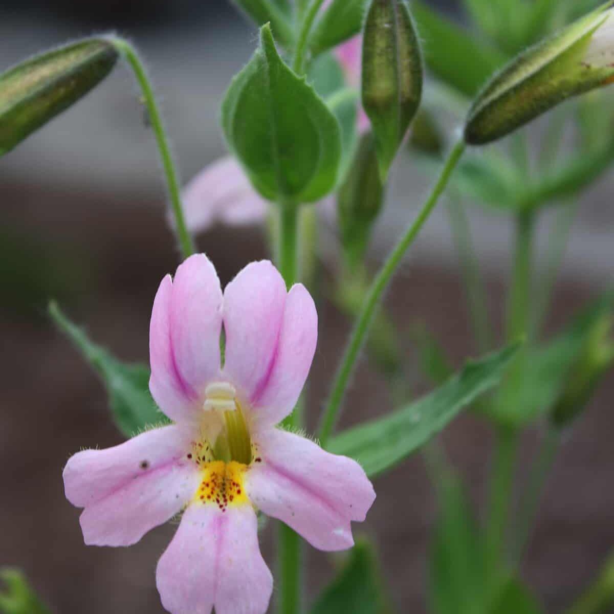 090123_pic1 Monkey flower (Erythranthe lewisii) © Joan Stamm