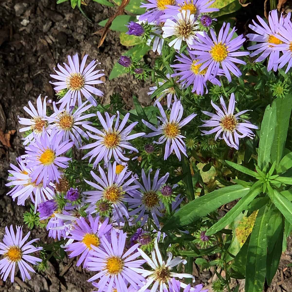 Douglas aster (Symphyotrichum subspicatum © Joan Stamm