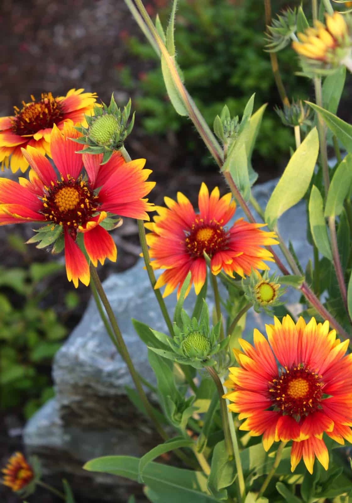 Blanket flower (Gaillardia aristata) © Joan Stamm