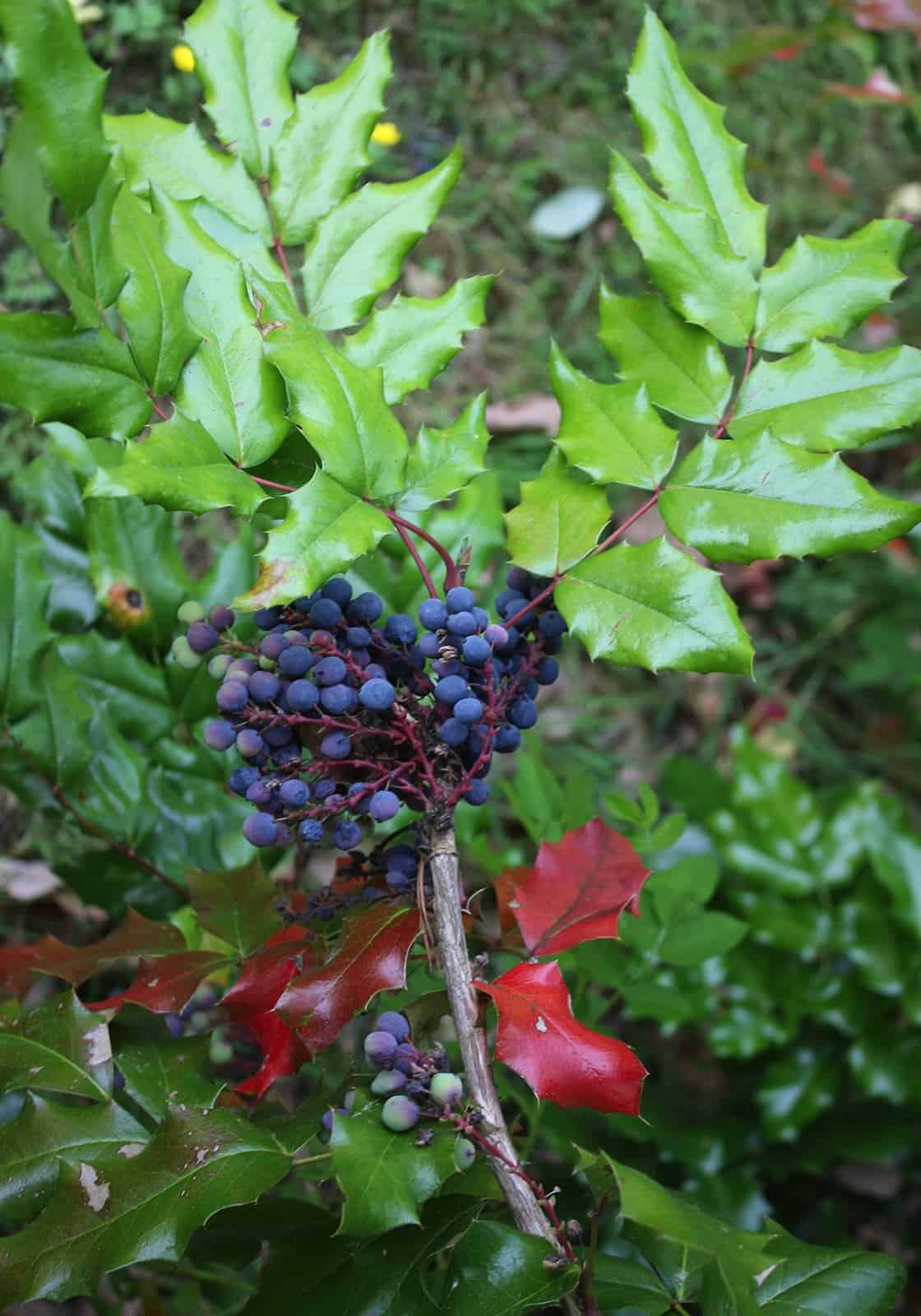 Oregon grape (Mahonia aquifolium) © Joan Stamm