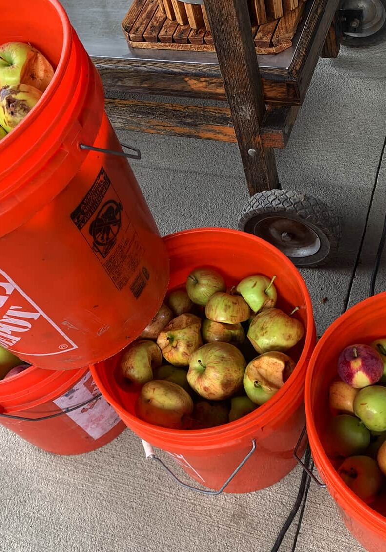These ¾ full 5 gal. buckets of apples pressed into 2 gallons of cider… plus several glasses for ‘test’ tasting.  © Ginny Bode