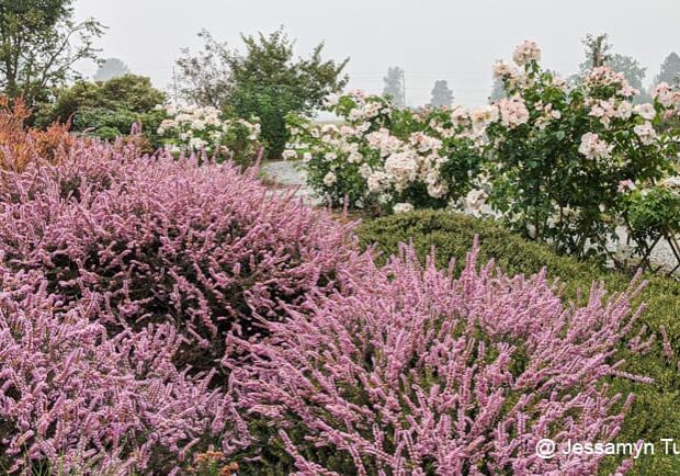 Summer blooming heather in the Discovery Garden