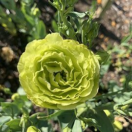 1 Rosanne Green Lisianthus
Photo by My Thanh Kim