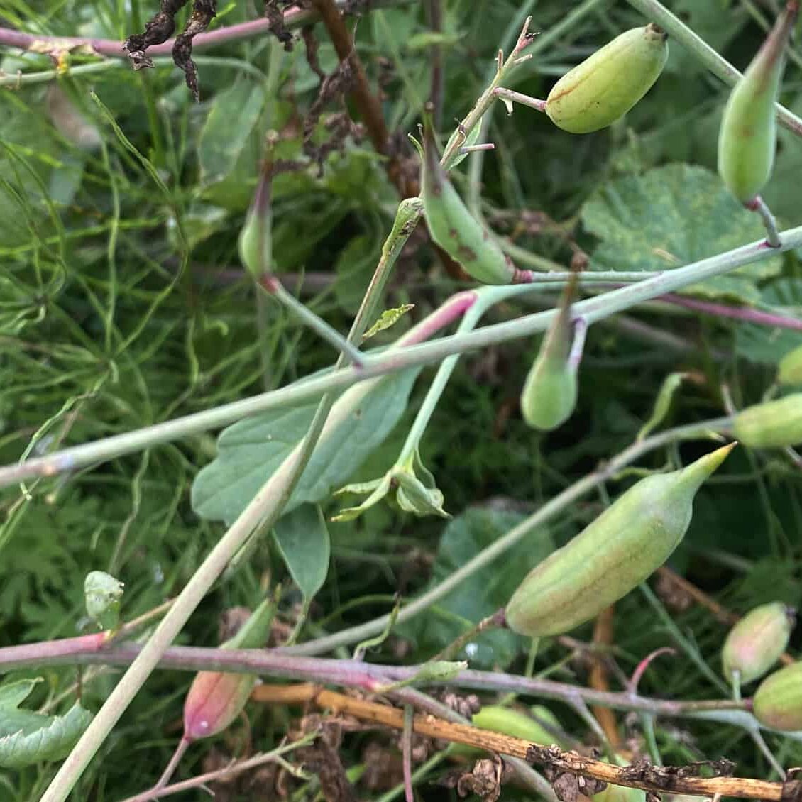 Radish seed pods can be collected when they turn brown and look dried out. Interestingly, they are also edible. © Photo by Sheri Rylaarsdam