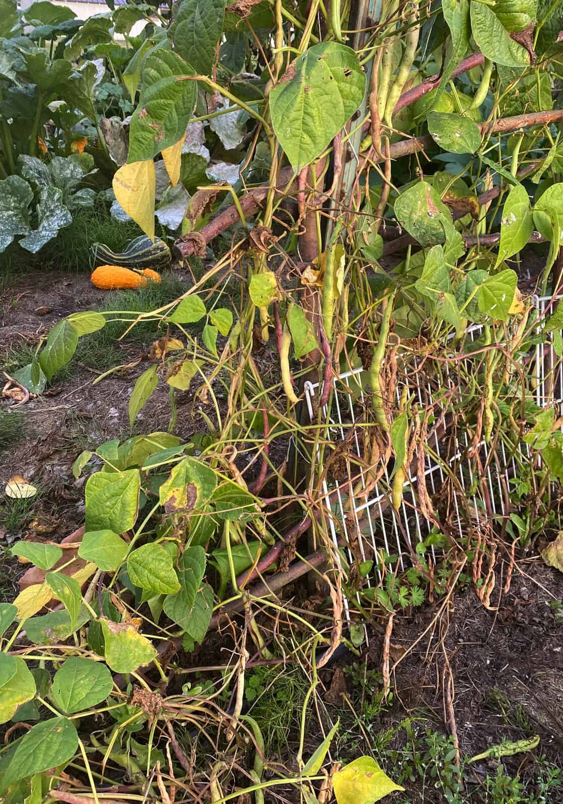 Cobra green pole beans going to seed. © Photo by Sheri Rylaarsdam