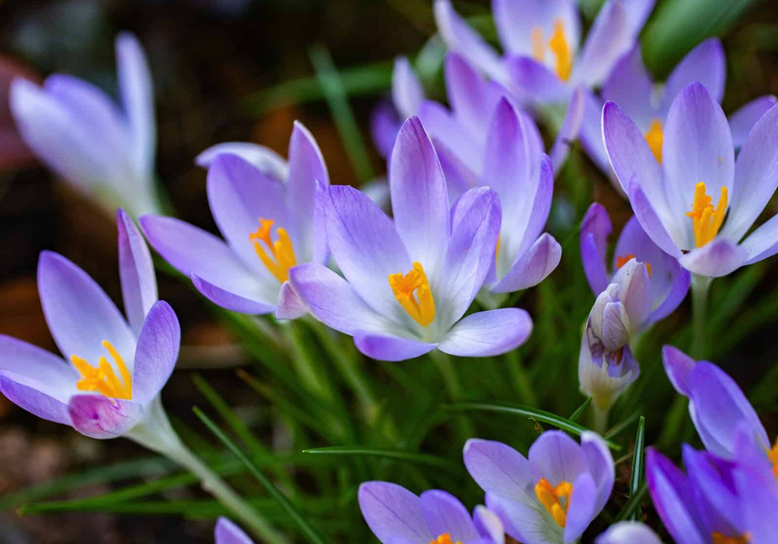 102023_pics1 Crocus tommasinianus © Jessamyn Tuttle