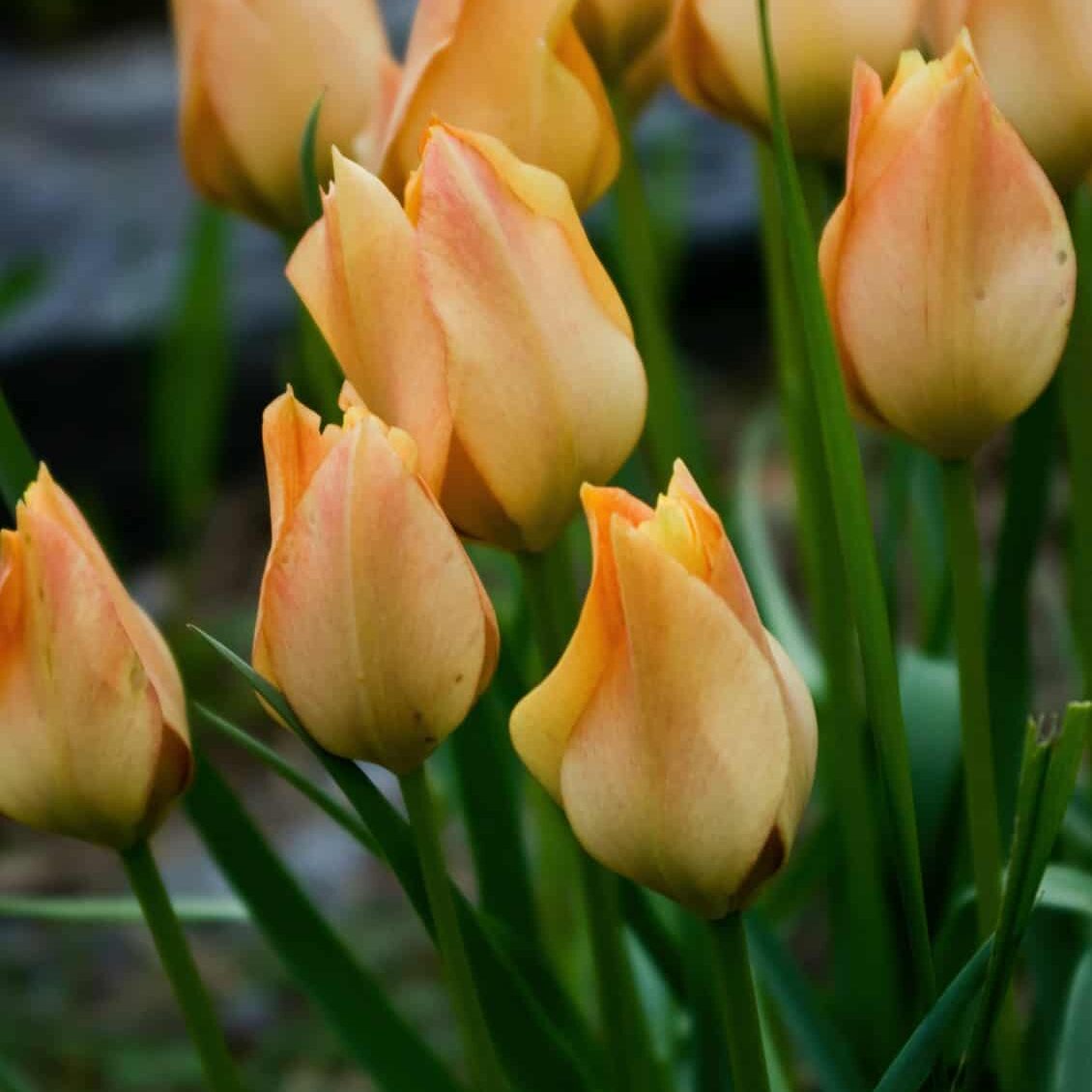 Tulipa batalini ‘Bright Gem’ © Jessamyn Tuttle