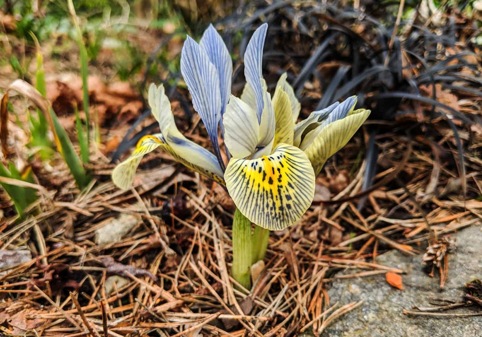 Iris histrioides ‘Katharine Hodgkin’ © Jessamyn Tuttle