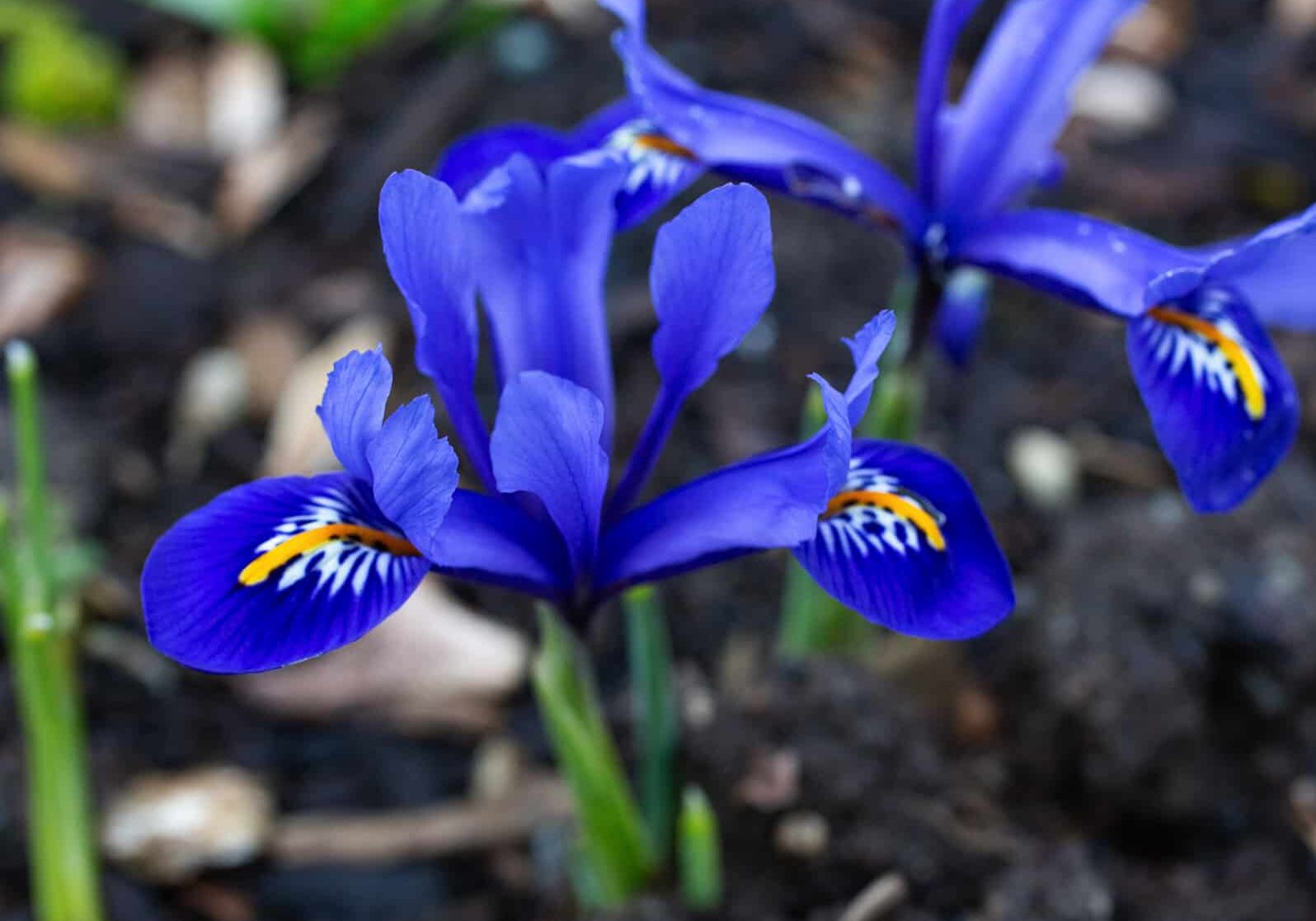 Iris reticulata ‘Harmony’, Discovery Garden © Jessamyn Tuttle