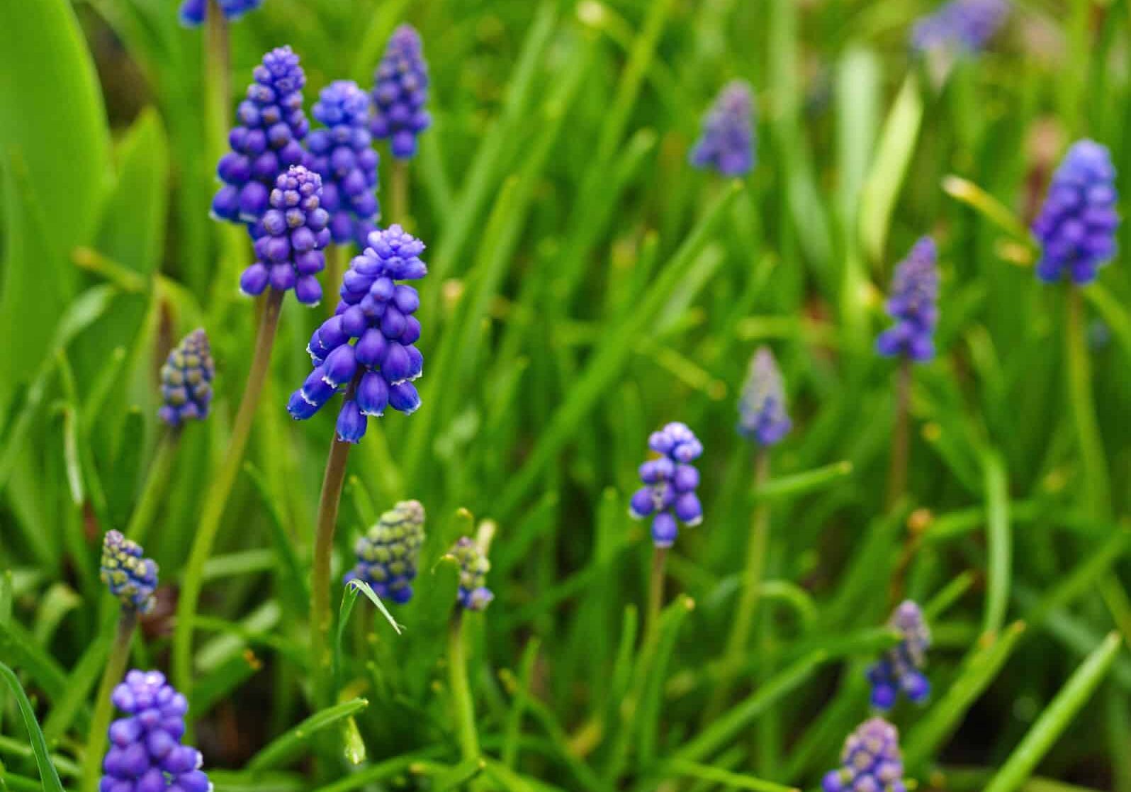 Muscari © Jessamyn Tuttle