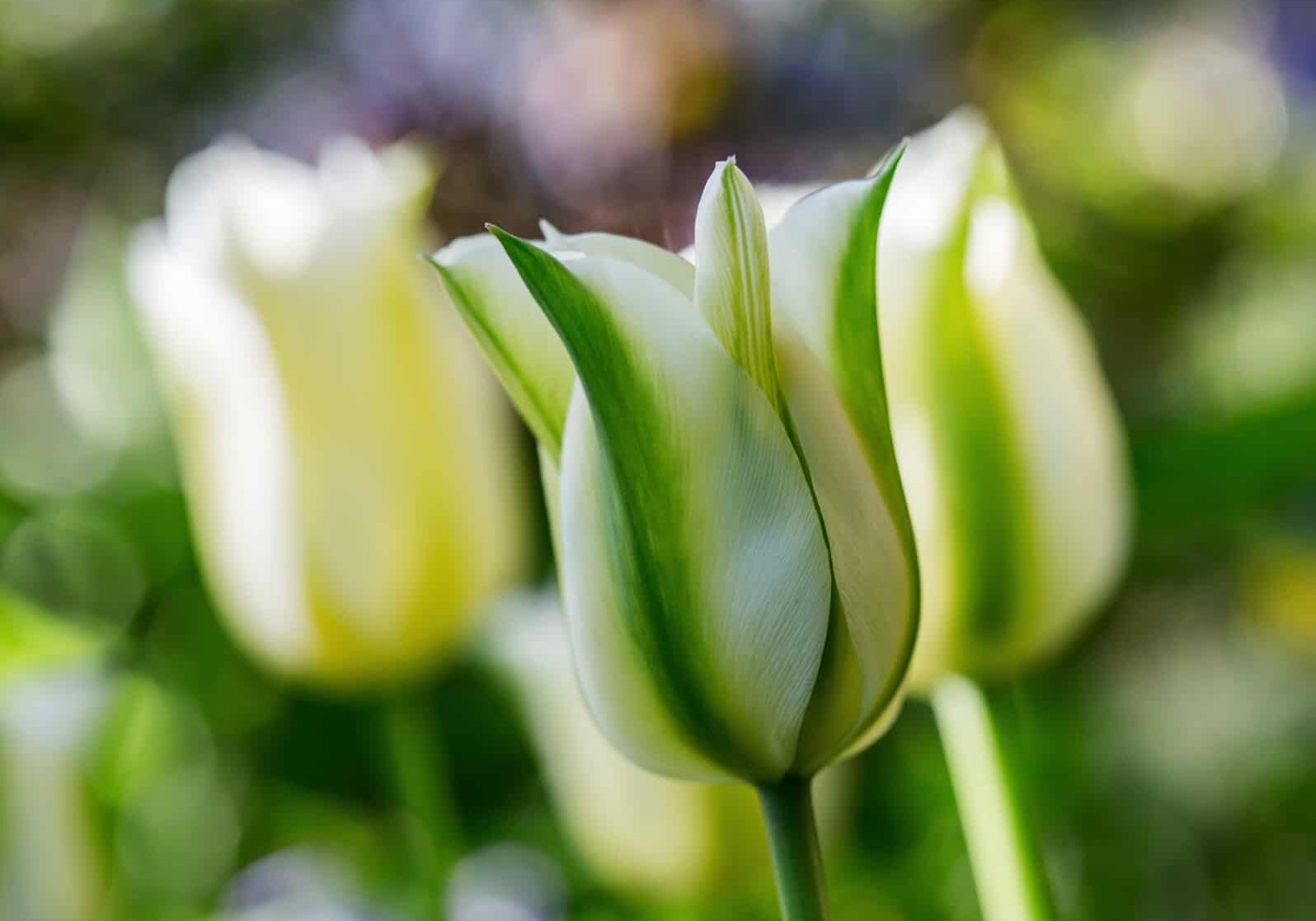‘Spring Green’ tulip © Jessamyn Tuttle