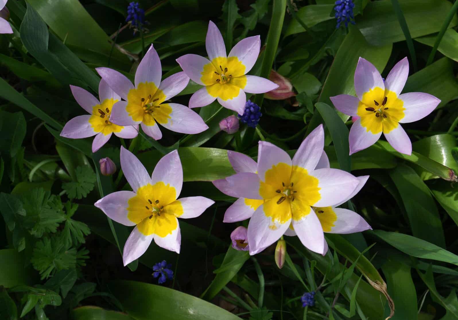 Tulipa saxatilis © Jessamyn Tuttle