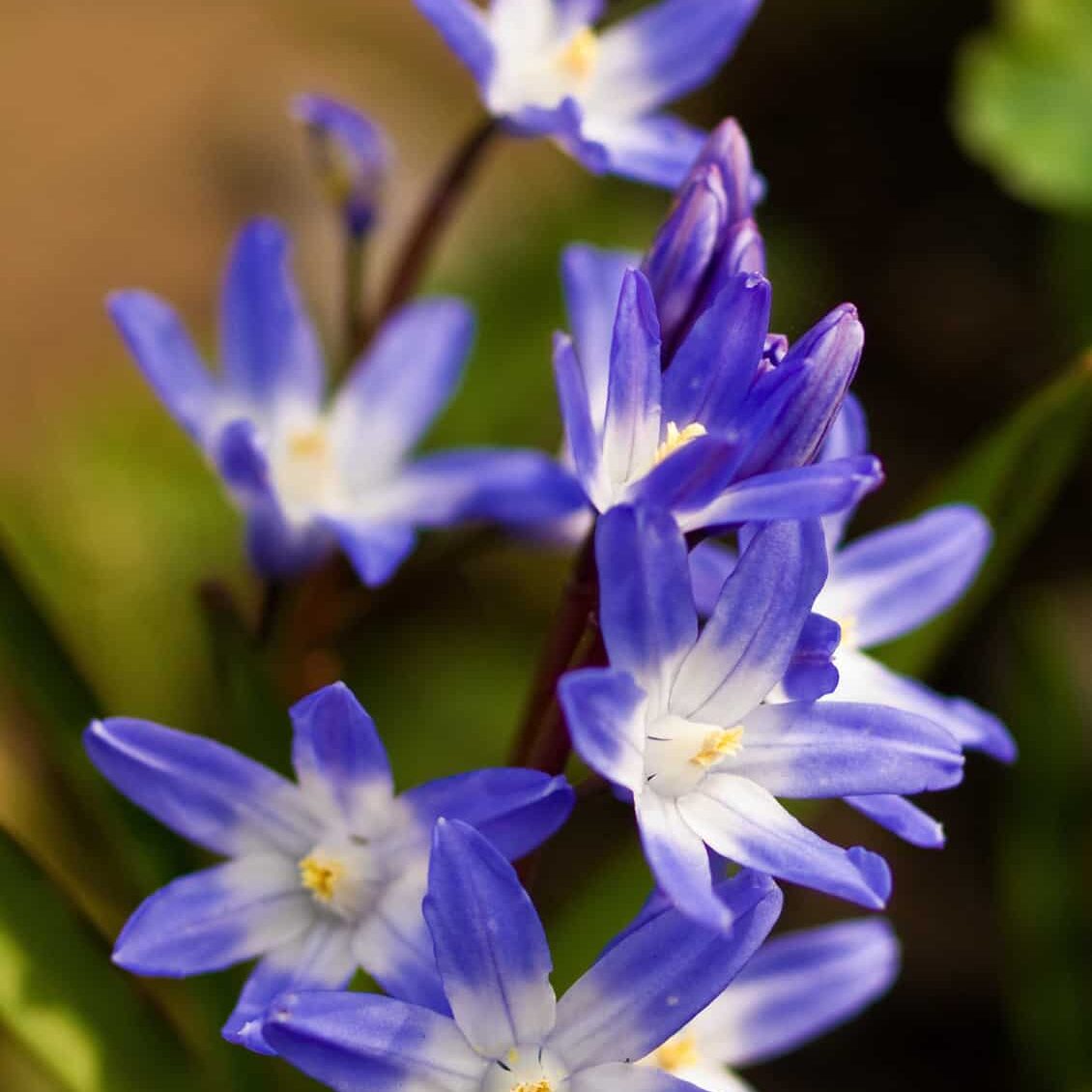 Chionodoxa, or Glory-of-the-Snow  © Jessamyn Tuttle