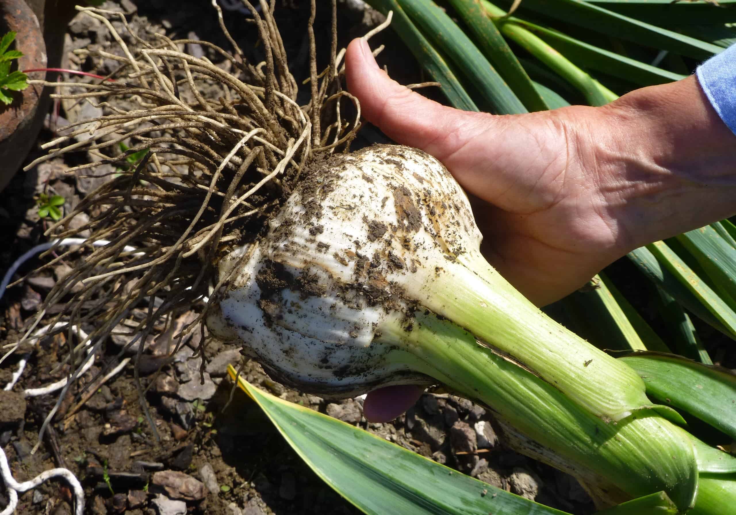 Nothing quite beats the satisfaction of harvesting vegetables grown in your own garden. © Ruth Sutton