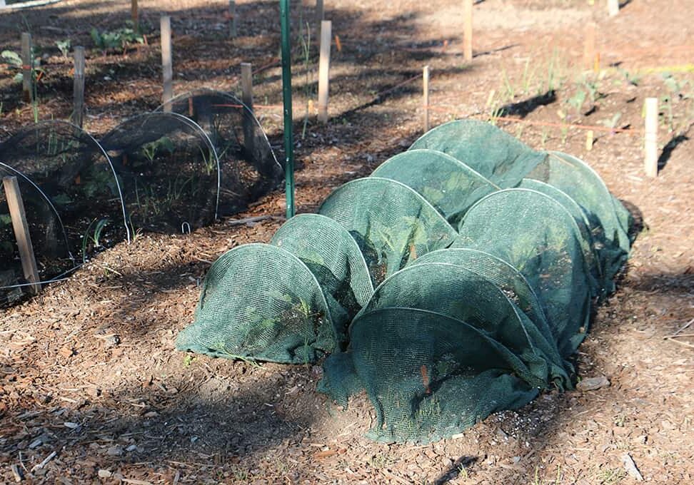 These row covers in the Discovery Garden allow rain to go through them while protecting against cold temperatures and insects. Photo © Kay Torrance
