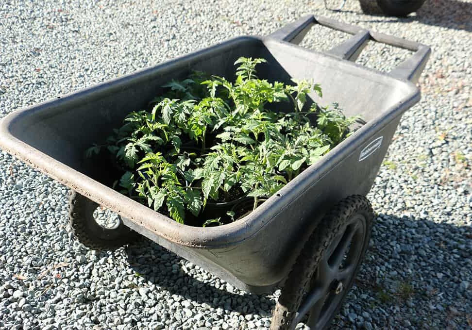 Gardeners often get creative when it comes to protecting early season tomato starts. Collected on a garden cart, these starts enjoy a sunny spring day, and then are easily moved back into the garage in the evening to protect from cooler overnight temperatures.Photo © Kay Torrance
