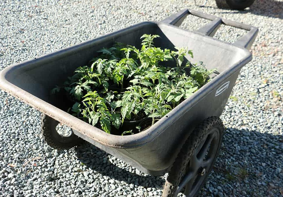 111723_pic3 Gardeners often get creative when it comes to protecting early season tomato starts. Collected on a garden cart, these starts enjoy a sunny spring day, and then are easily moved back into the garage in the evening to protect from cooler overnight temperatures.Photo © Kay Torrance