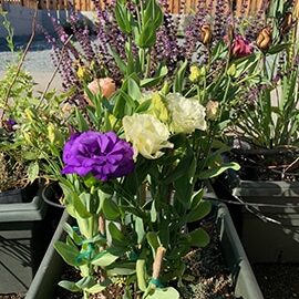 Lisianthus stems can be 18-36" tall

Photo by My Thanh Kim