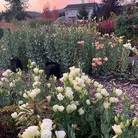 Lisianthus blooming in the author's garden. Photo by My Thanh Kim