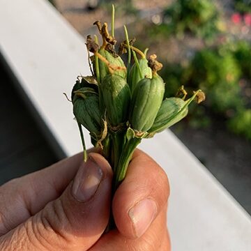 3 small seeds