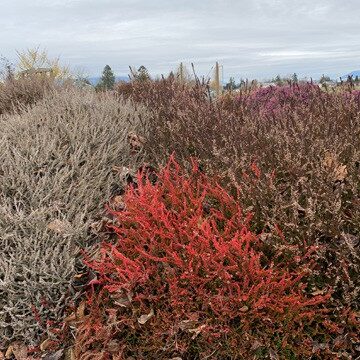 4b-Web_heather3-horiz Heaths and Heathers found the Discovery Garden on Highway 536 west of Mount Vernon begin blooming in early February and continue through the summer. Photo by Ginny Bode/ Skagit County WSU Extension Master Gardeners.