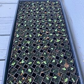 Lisianthus seedlings. Photo by My Thanh Kim