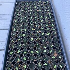 5 Lisianthus seedlings. Photo by My Thanh Kim