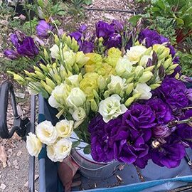 7 ABC purple, Voyage 2 green, ABC green, and Rosanne green lisianthus. Photo by My Thanh Kim