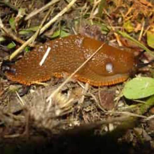 Blog_031723_1 This large red slug (Arion rufus) is one of the larger slug varieties, with an appetite to
match. This photo shows the slug’s round pneumostome (nose and breathing hole) and
the black optical tentacles protruding from its head. © Photo by Jason Miller.