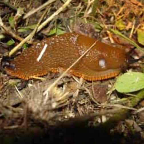 This large red slug (Arion rufus) is one of the larger slug varieties, with an appetite to
match. This photo shows the slug’s round pneumostome (nose and breathing hole) and
the black optical tentacles protruding from its head. © Photo by Jason Miller.