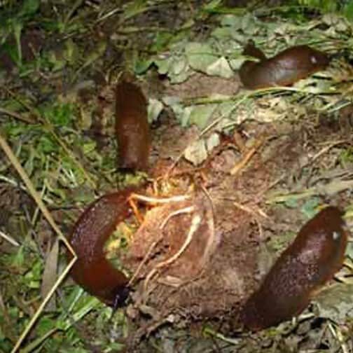 Large red slugs descend on a pile of discarded raspberry canes. With voracious appetites,
these slugs can devastate many small plants overnight, skeletonizing the leaves and
diminishing the plants’ chances at survival. © Photo by Jason Miller.