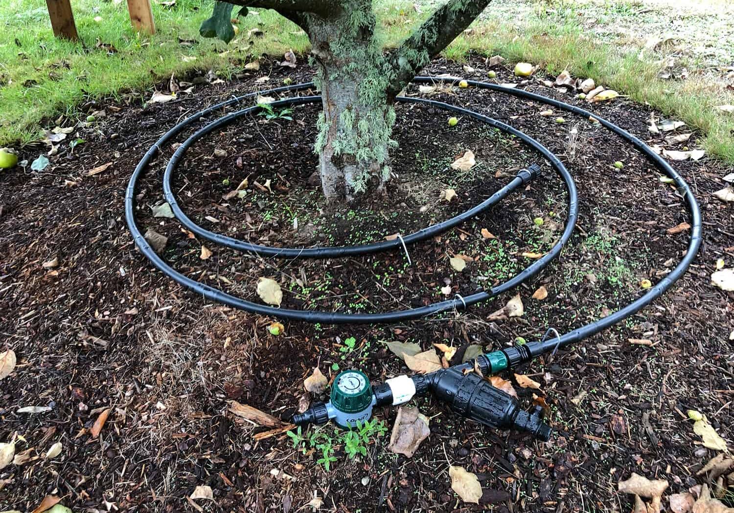 1/2-in. dripline with manual timer, filter and pressure reducer for watering a tree.