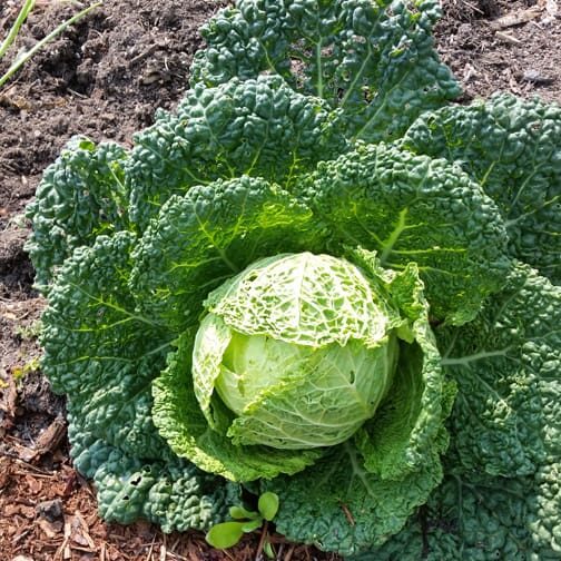 Savoy Cabbage is a member of the Brassica genus as are broccoli and Brussels sprouts. Photo by Ruth Sutton