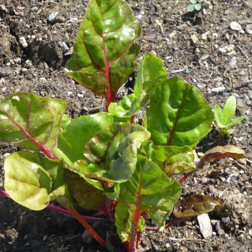 Blog_2-23_3 Swiss Chard is easy to grow and can be planted early in the spring. Photo by Ruth Sutton