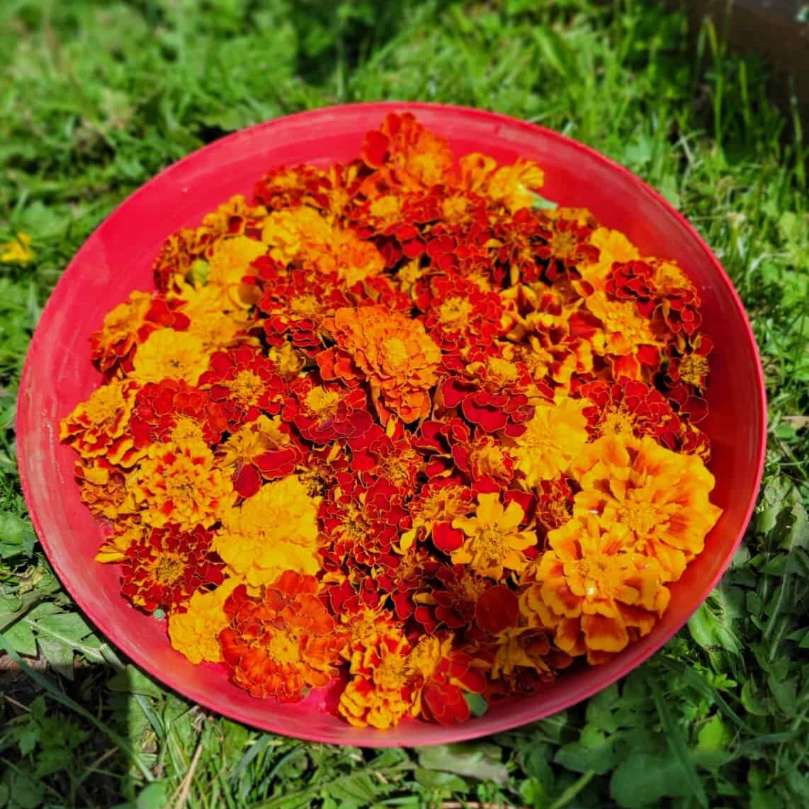 Resized-Resized-20220710-125028 Bowl of Marigolds