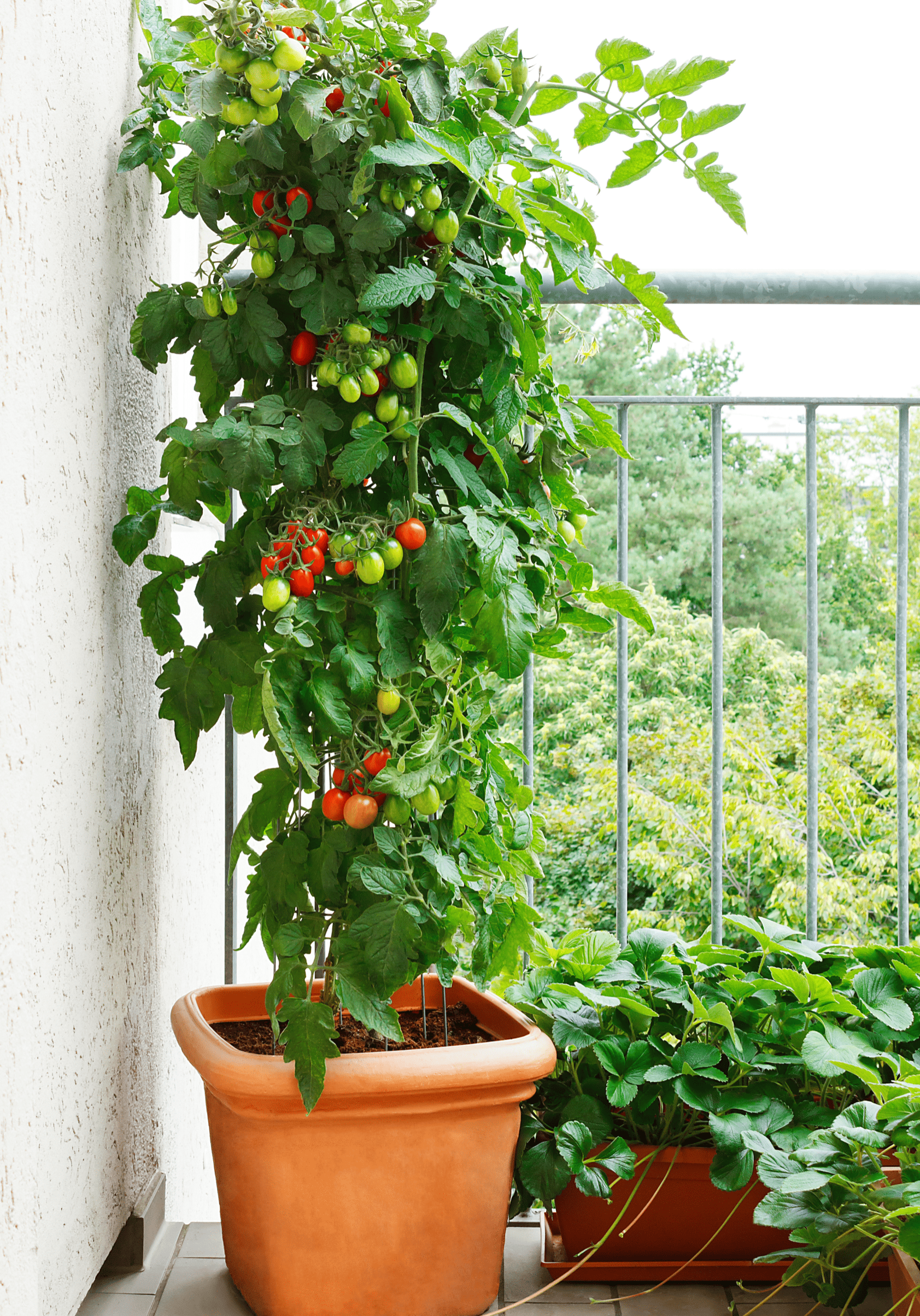 tomato growing in pot on patio