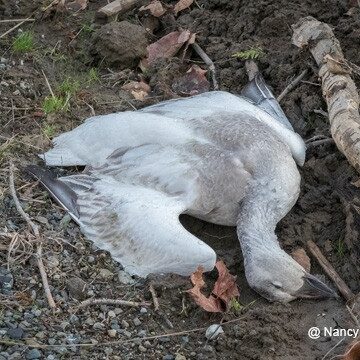 Dead Goose Photo by Nancy Crowell
