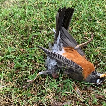 Dead Robin Photo by Ginny Bode