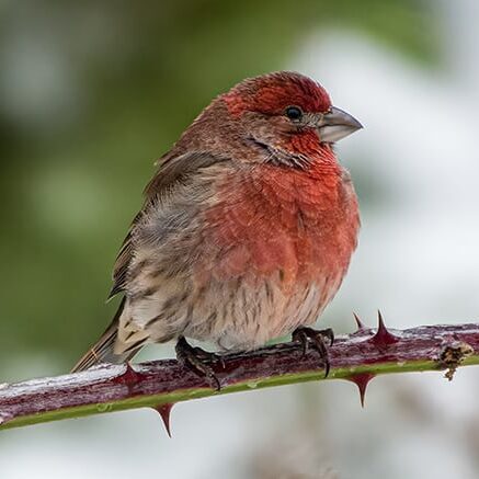 finch sitting berry cane in winter