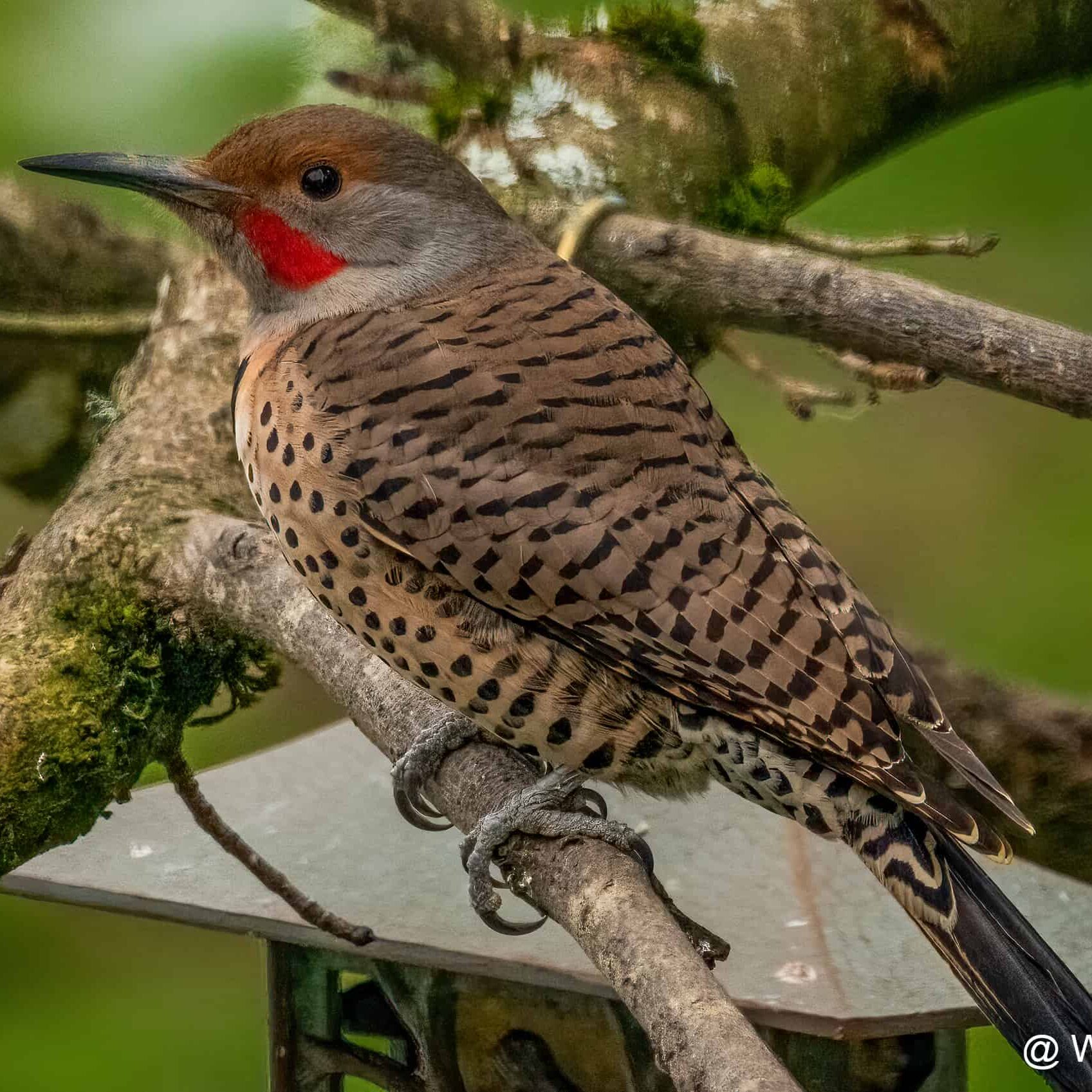 A male Northern Flicker perched near suet feeder in the background.  Photo by Wes Jensen