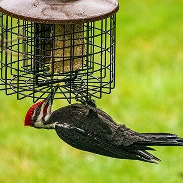 woodpecker feeding on suet