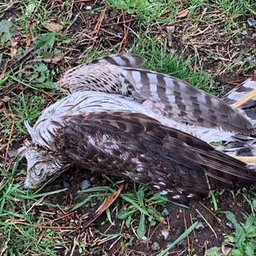 Dead Bird Photo by Ginny Bode